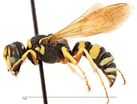   Philanthus ventilabris , lateral view; photo by Todd Gilligan, USDA APHIS, PPQ ITP 
